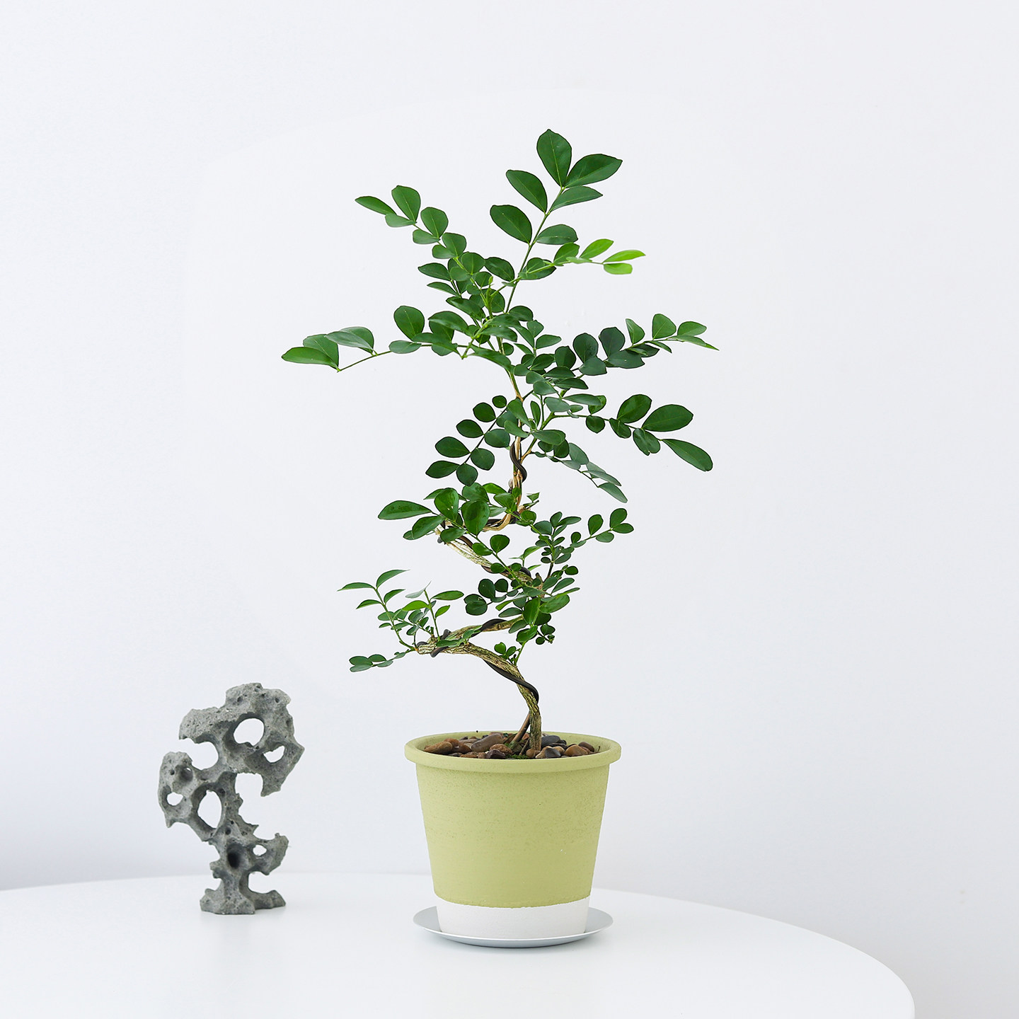 九里香七里香盆栽室内客厅好养开花工位绿植办公桌面植物花卉盆景,鲜花速递/花卉仿真/绿植园艺,绿植,淘宝优惠券,粉丝福利购,淘宝优惠卷