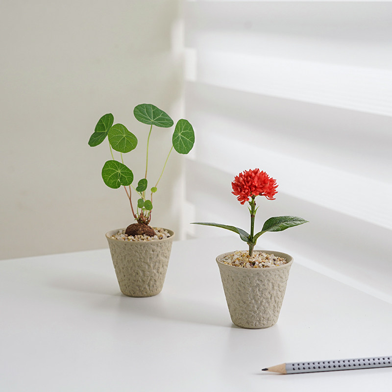 山乌龟爬藤植物千金藤盆景绿红藤金不换水培土培绿植好养花卉盆栽