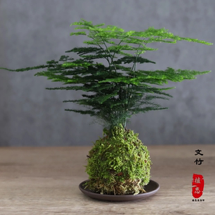 文竹室內小盆栽水培易活植物好養(yǎng)辦公室綠植桌面創(chuàng)意盆景苔蘚玉球