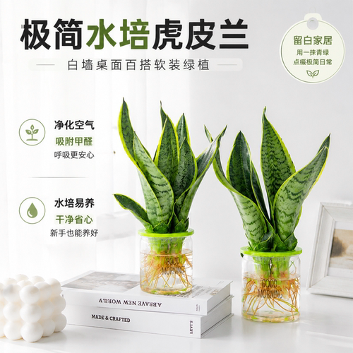 装修完必入！虎皮兰除醛巨猛