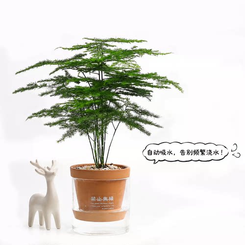 懒人救星！自吸水盆永不干