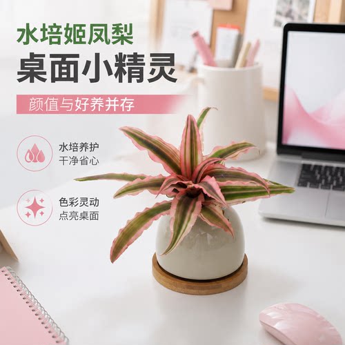 掌中凤梨，办公桌百搭绿植
