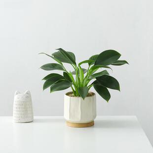 绿公主金钻盆栽办公室内桌面招财植物好养活净化空气绿植花卉盆景