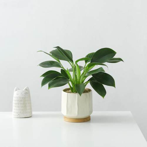 绿公主盆栽室内好养活绿色植物