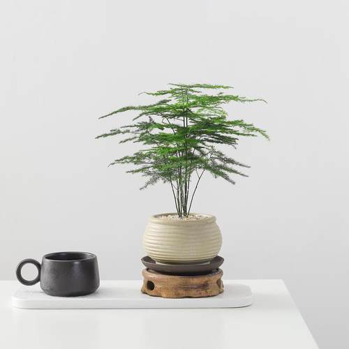 文竹盆栽植物室内绿植