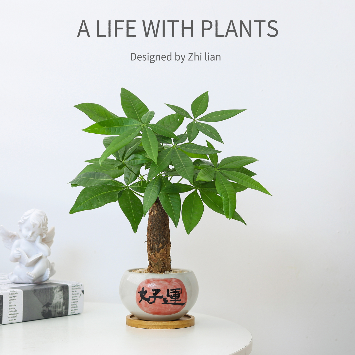 发财树盆栽室内植物绿植