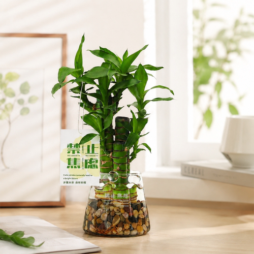 一方小绿意，隔绝日常焦虑