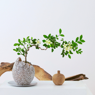 七里香盆栽带花苞办公室内桌面绿植花卉观叶植物常青好养净化空气