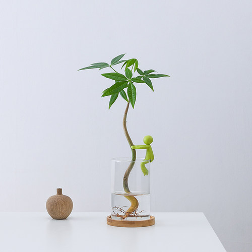 发财树盆栽水培植物客厅书房桌面