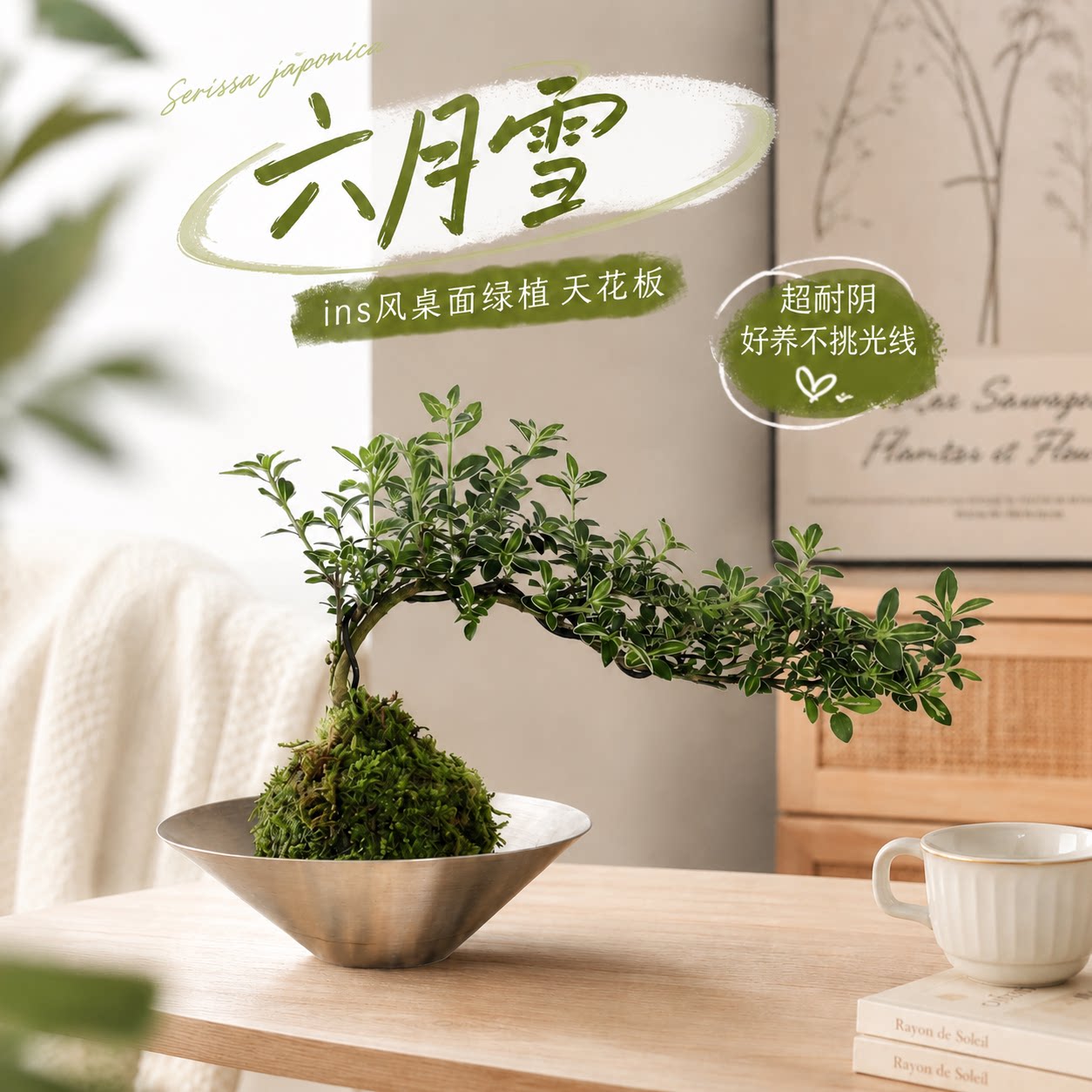 苔藓球六月雪盆栽室内桌面懒人好养活水培绿植物净化空气花卉盆景