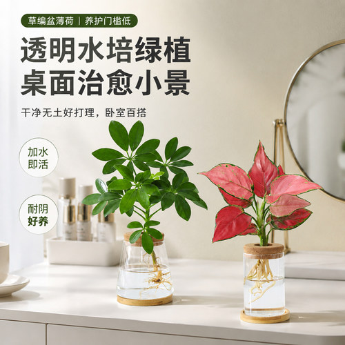 零养护！清水泡着越养越旺