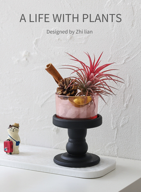 空气凤梨室内创意摆件桌面好养绿植小盆栽收银台礼物肉桂生财盆景