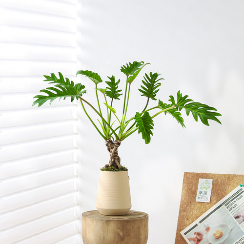 龙鳞小天使植物盆栽室内办公桌