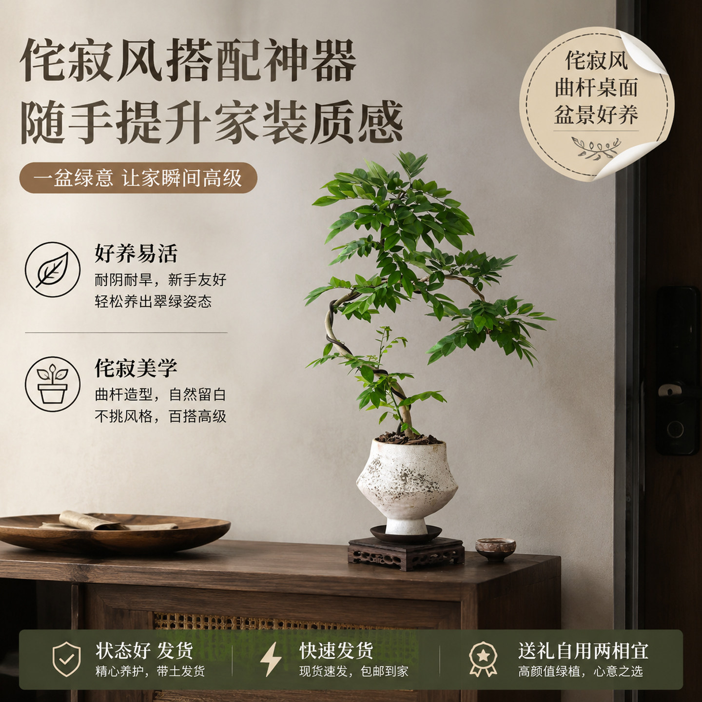 海南正宗黄花梨盆栽室内客厅玄关净化空气盆景阳台四季降香绿植物