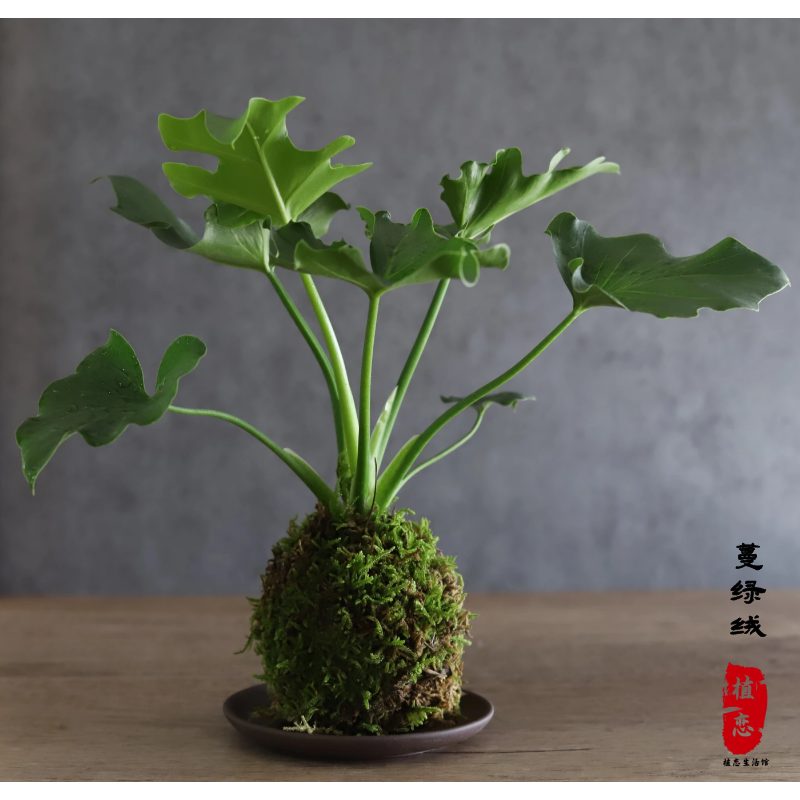 春羽蔓绿绒易活植物如意绿萝天堂鸟油画蕨类绿植盆栽桌面室内摆件