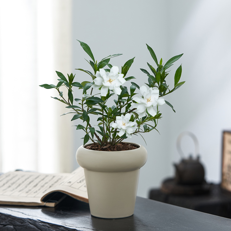 小叶栀子花四季绿植物盆栽办公室内客厅书桌面好养带盆景开花浓香