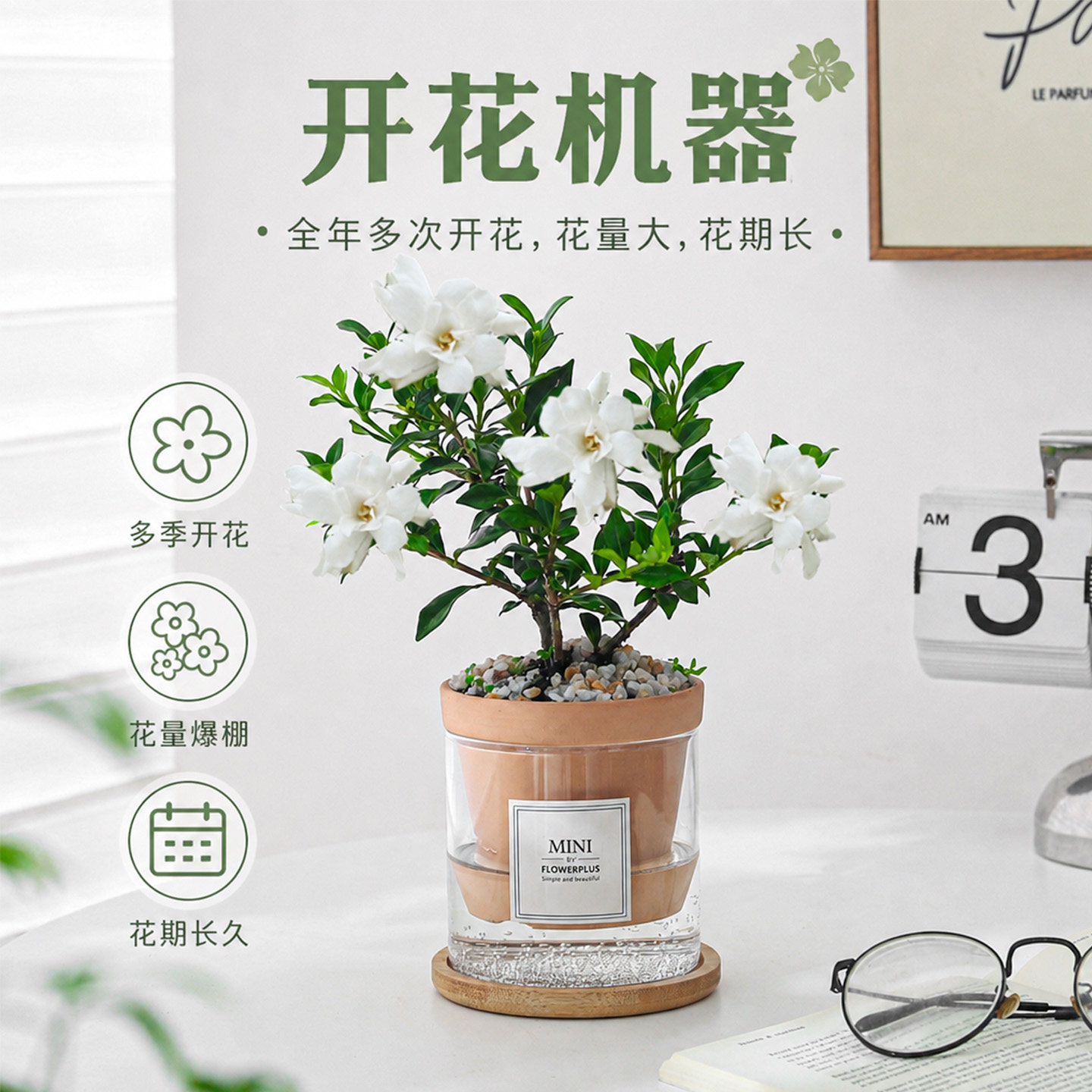 寿星栀子花盆栽四季开花卉绿植室内桌面水培植物懒人好养活带花苞