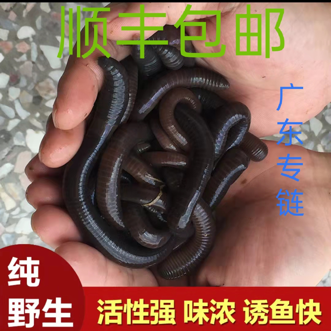 大蚯蚓生鲜活饵料广东惠州发货顺丰包邮足称腥味浓誘鱼快野钓叉尾