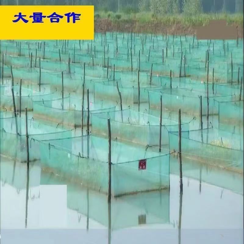 加厚无支架无盖养殖网箱池塘水产鱼虾泥鳅黄鳝暂养防逃拉网网箱