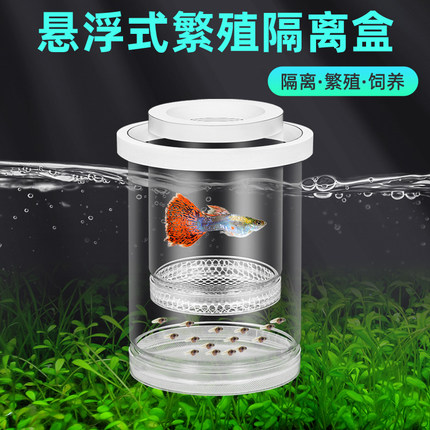 鱼缸隔离盒孔雀鱼繁殖盒凤尾斑马母鱼产房小鱼缸内胎生鱼产卵孵化