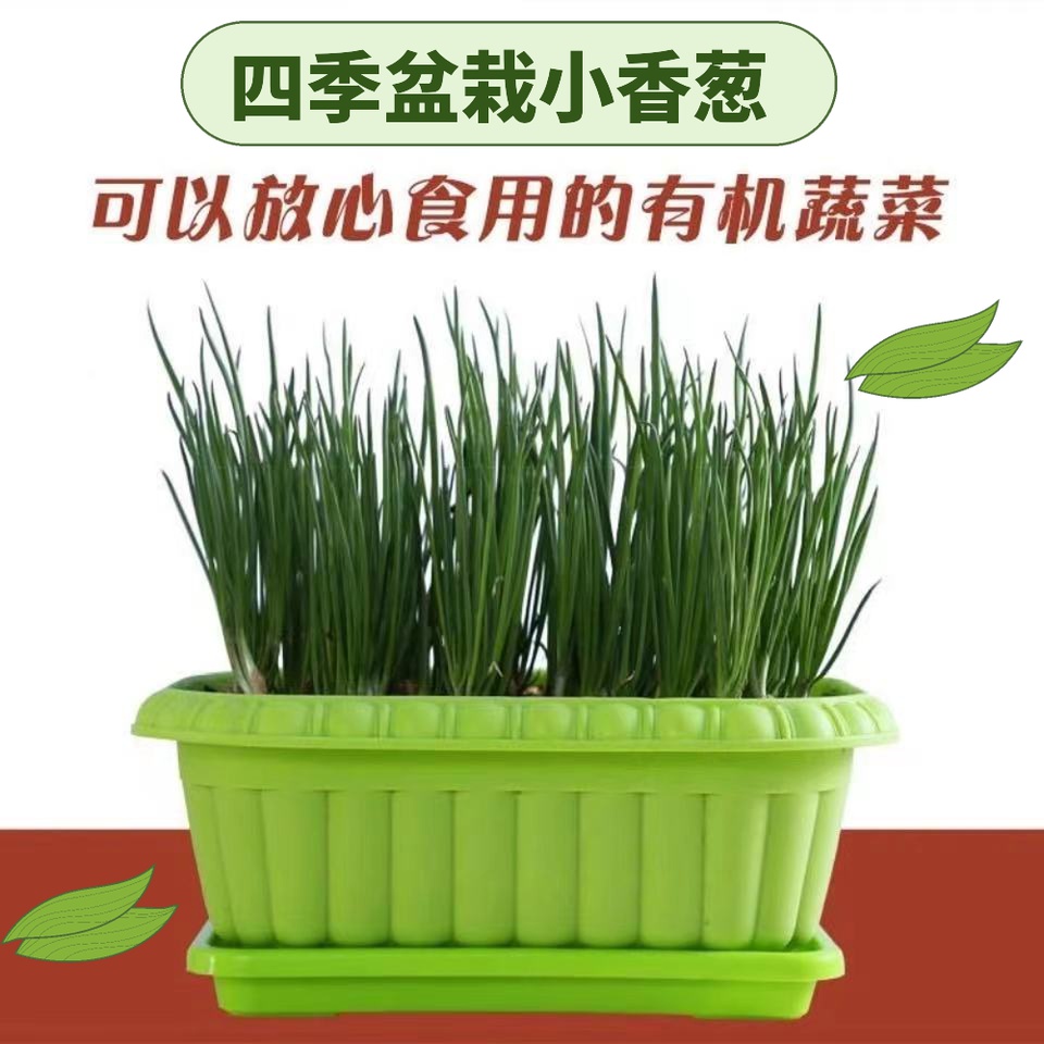 小香葱种子阳台室内花卉盆栽蔬菜小葱四季小香葱火葱红葱头种籽