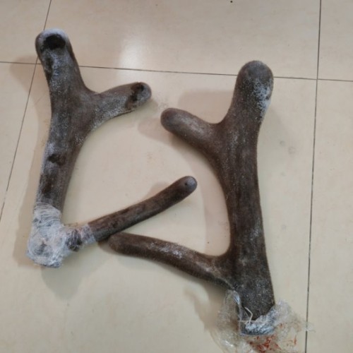马鹿鲜鹿茸嫩茸整枝带血泡酒炖汤