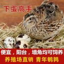 鹌鹑活苗下蛋繁殖鹌鹑活鸟家养鸡幼苗家里可养宠物青年鹌鹑鸡活体