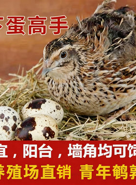 家养鹌鹑活体包下蛋，送粮预防药