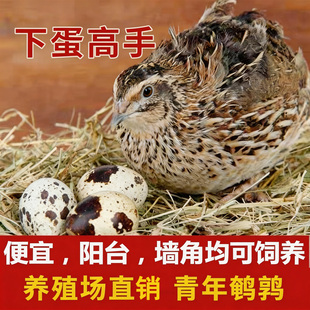 鹌鹑活苗下蛋繁殖鹌鹑活鸟家养鸡幼苗家里可养宠物青年鹌鹑鸡活体