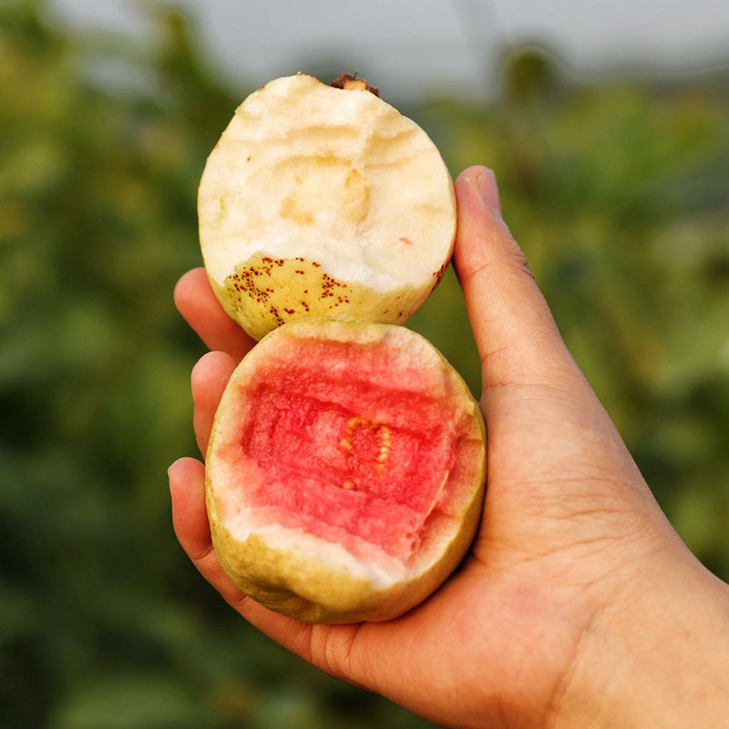 每天水果优选 福建漳州奶油芭乐粉红蜜芭乐软糯清甜番石榴发顺丰,水产肉类/新鲜蔬果/熟食,菠萝,淘宝优惠券,粉丝福利购,淘宝优惠卷