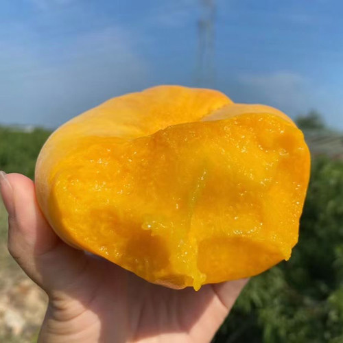 山东蒙阴黄金毛蟠桃当季新鲜
