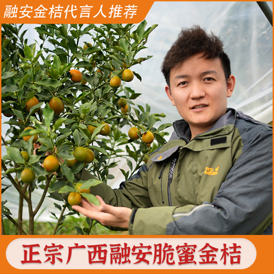 水果猎人推荐广西融安脆蜜金桔
