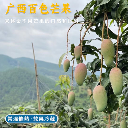 每天水果优选 广西百色芒果系列 当季新鲜热带芒果金煌水果整箱
