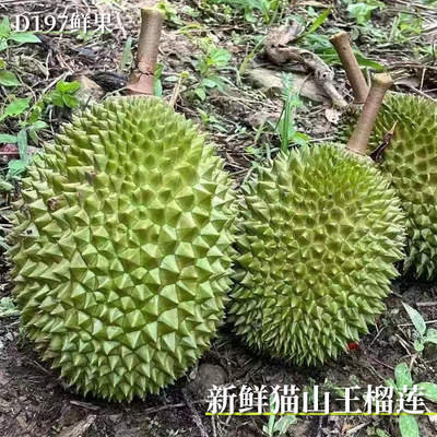 【鲜果AA果 现货】马来西亚空运进口猫山王榴莲新鲜D197顺丰包邮