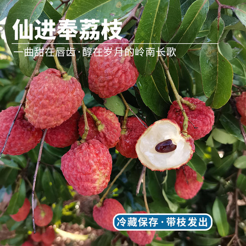 广东增城仙进奉荔枝当季新鲜