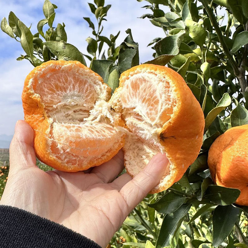 每天水果优选云南蒙自椪柑当季新鲜柑橘风味浓郁酸甜可口整箱包邮,水产肉类/新鲜蔬果/熟食,桔子,淘宝优惠券,粉丝福利购,淘宝优惠卷