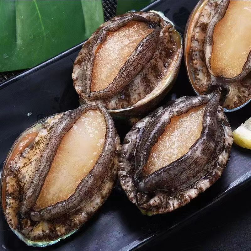规格可选 共10只鲜活大鲍鱼个鲍鱼