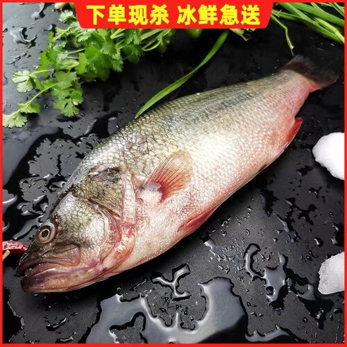 1.3-1.5斤/条鲈鱼生态淡水