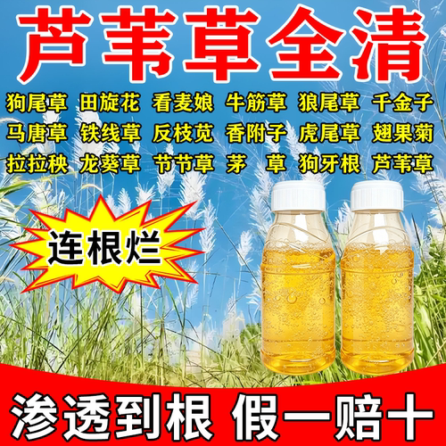 芦苇除草烂根剂杀芦苇专用药农田开荒除茅草剂灭水花生烂根