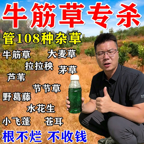 牛筋草除i草根剂一扫光牛筋草专用i药专杀克牛筋草星打牛筋草的药