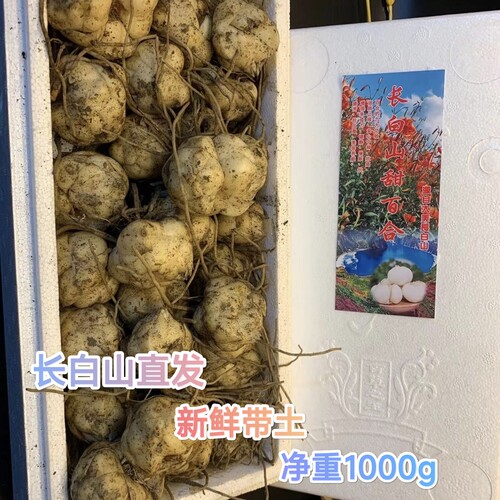 正宗长白山当地甜百合带土百合无硫煲汤煮粥当季新品1000g