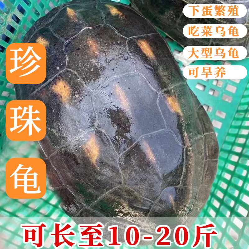 中华珍珠龟宠物龟吃菜叶活体好养