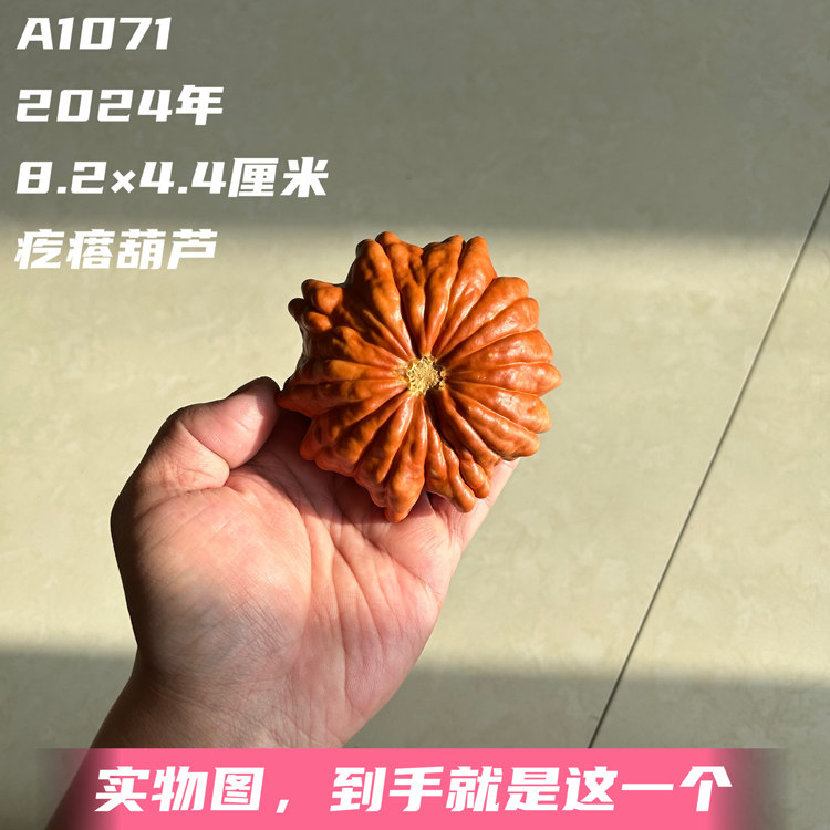 A1071高4.4厘米2024年精品疙瘩葫芦墨西哥