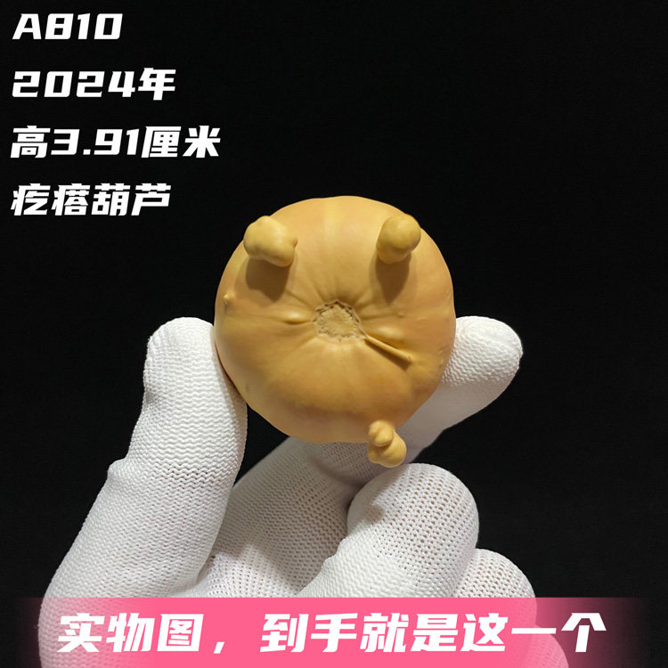 A810高3.91厘米2024年精品圆花疙瘩七彩墨西哥手捻小葫芦