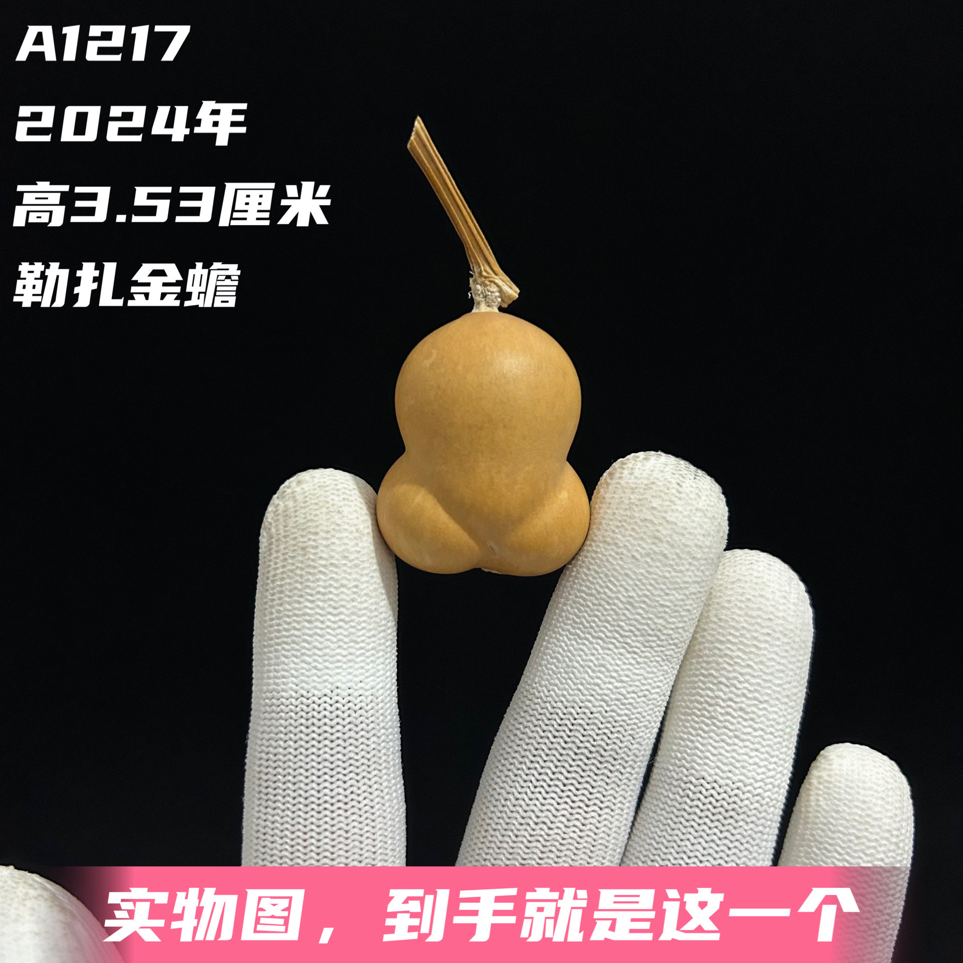 A1217高3.53厘米2024年精品手捻草里金胖墩勒扎金蟾葫芦