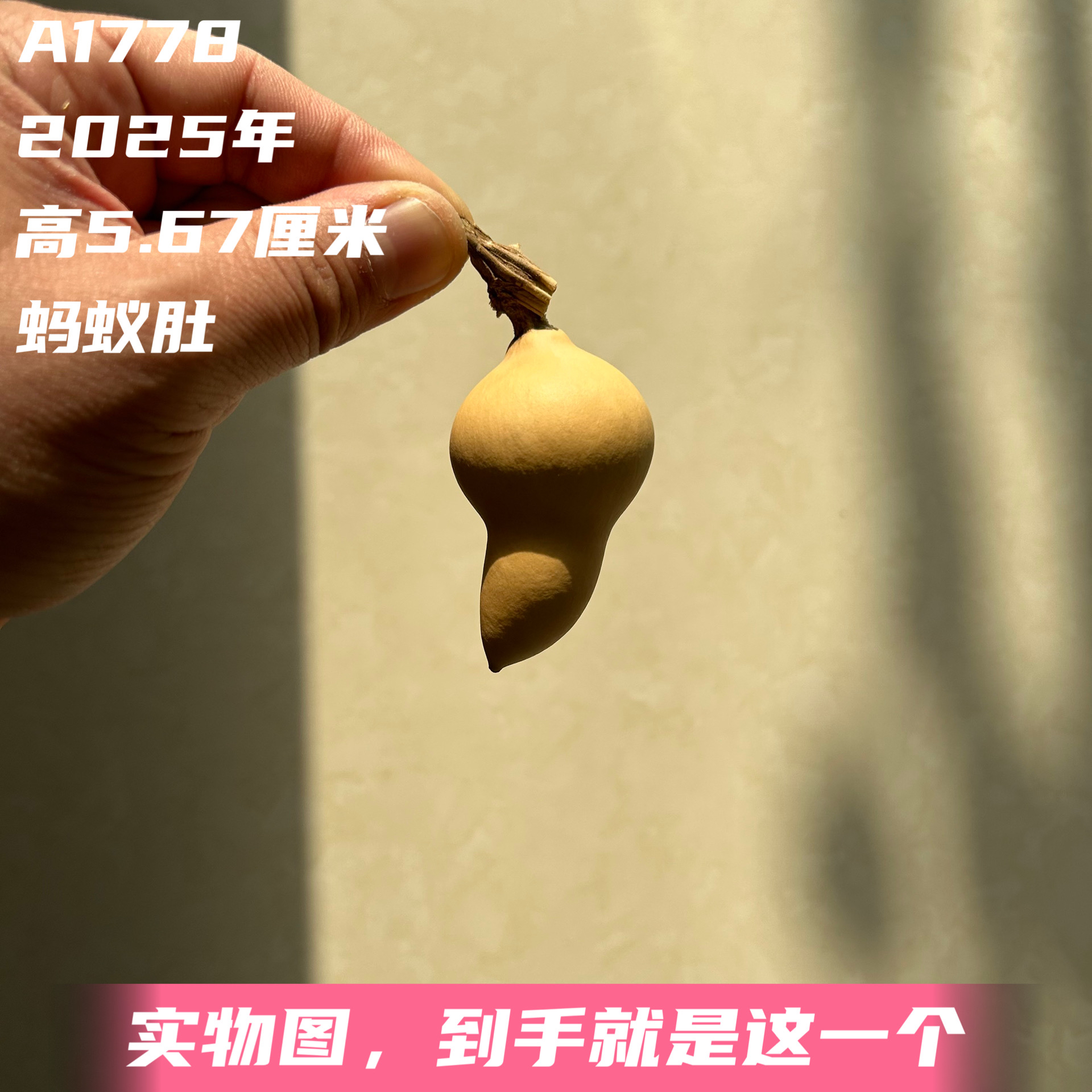 A1778高5.67厘米2025年精品手捻绿皮蚂蚁肚葫芦