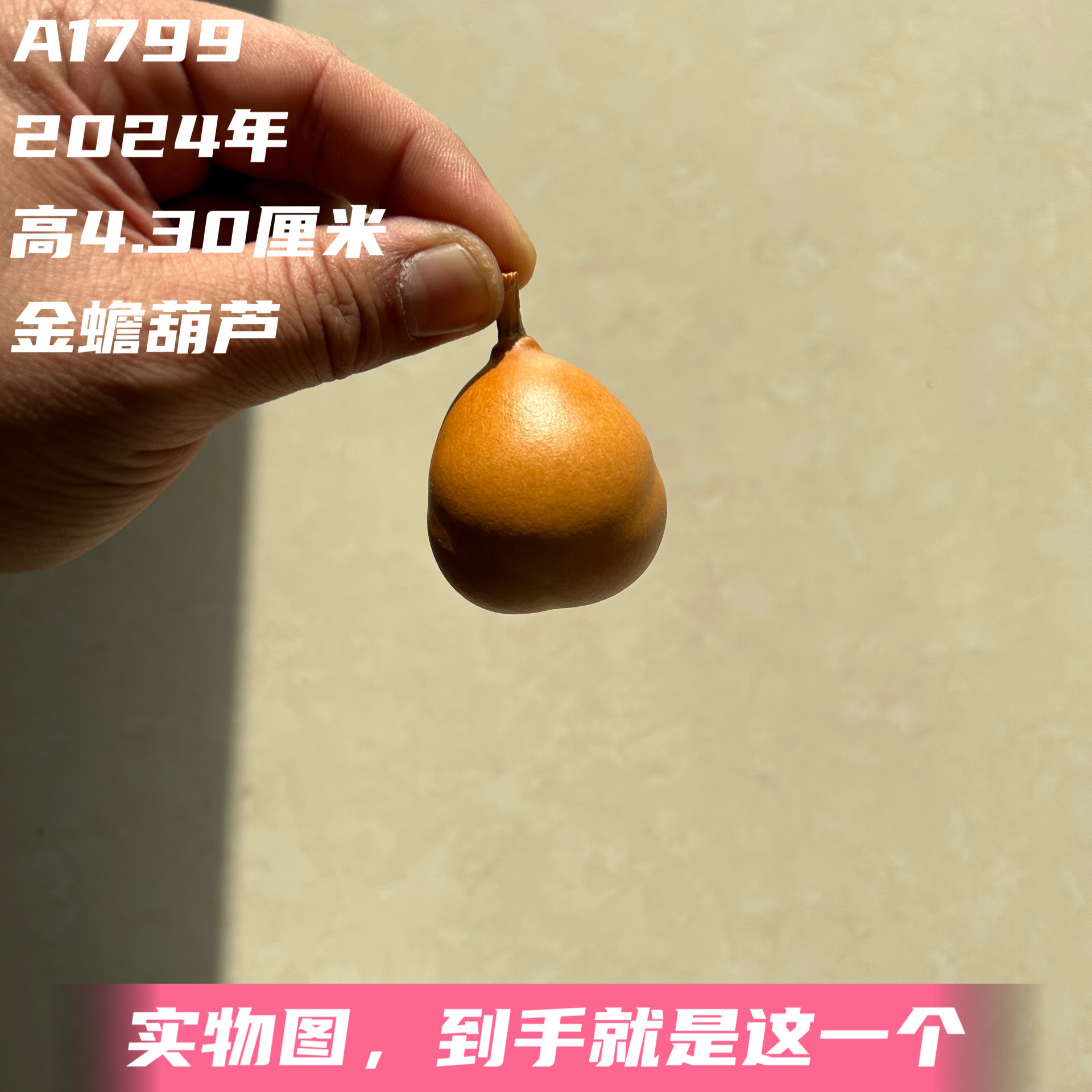 A1799高4.30厘米2024年精品手捻勒扎胖墩金蟾葫芦