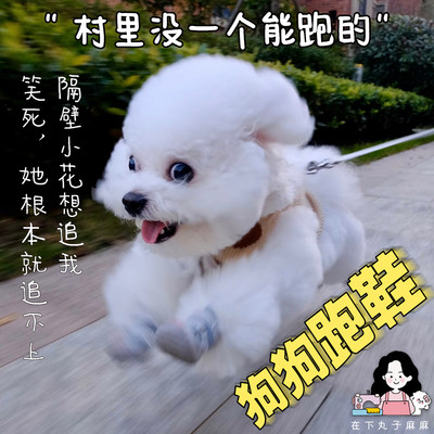 Fokwow小型犬泰迪比熊宠物鞋子