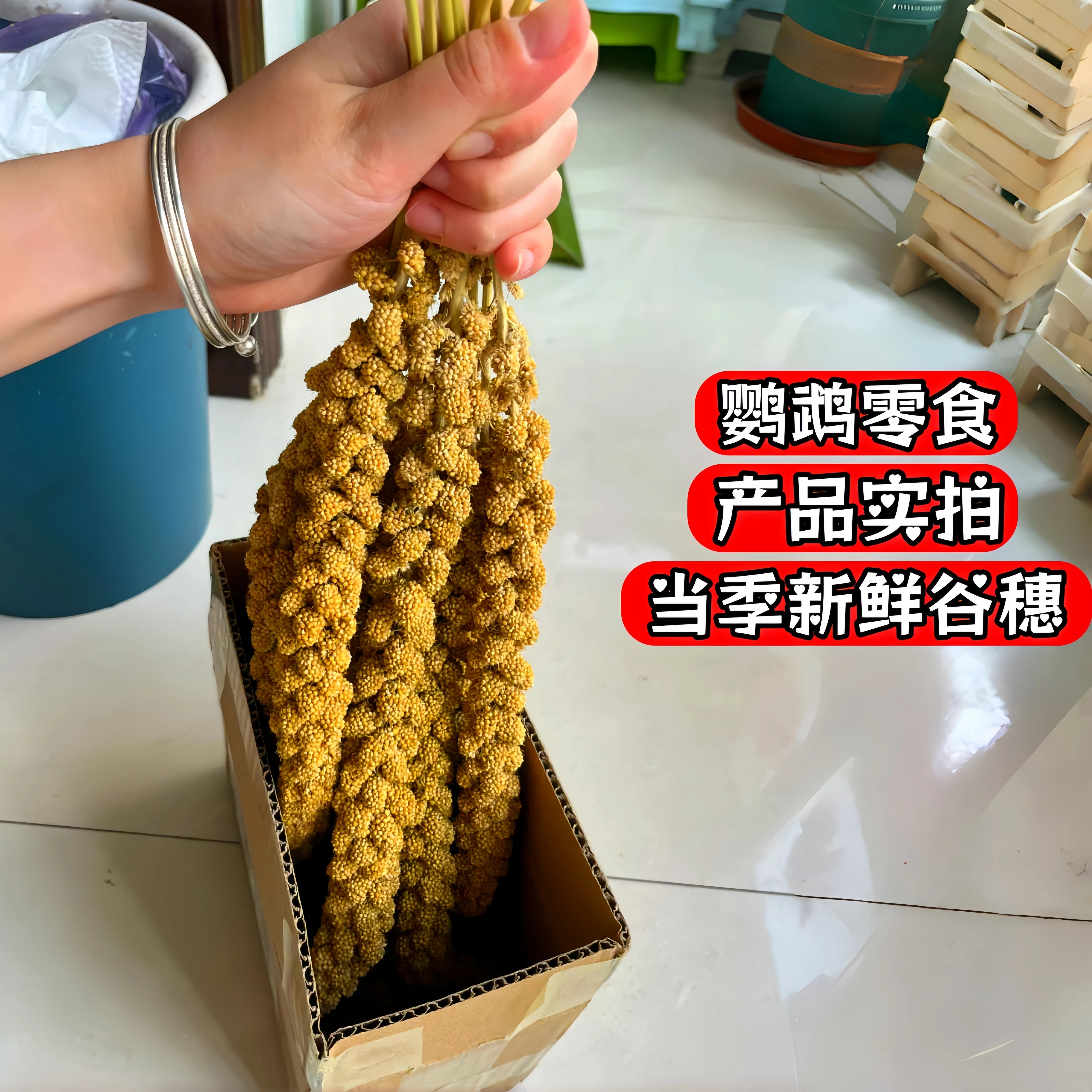精选当季新鲜天然黄金大谷穗鹦鹉零食幼鸟断奶黄谷穗仓鼠粮小米穗