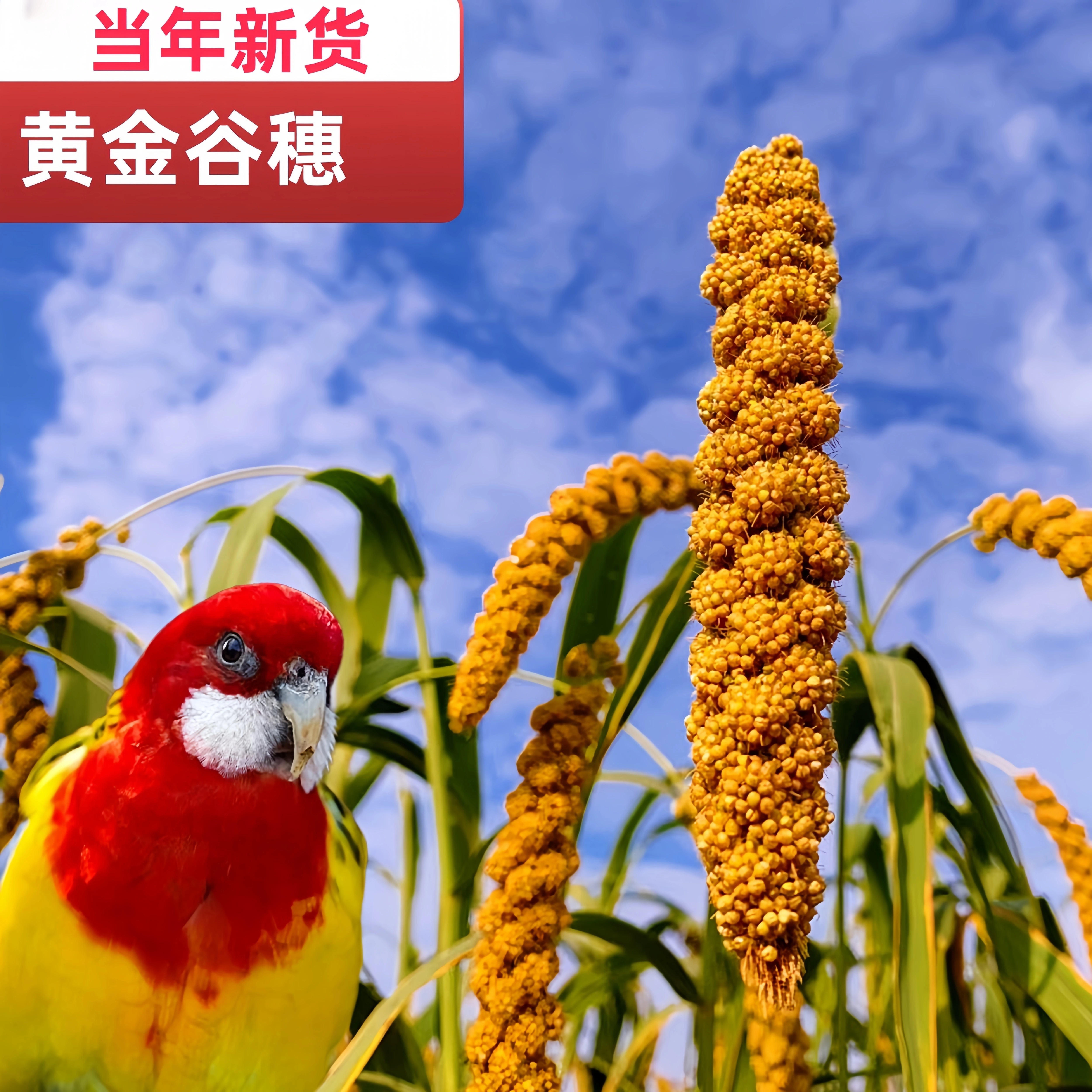 2024年天然黄金大谷穗鹦鹉零食黄谷穗仓鼠粮小米穗优质农家自种